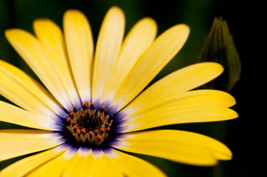 An osteospermum isolated against a green grass background