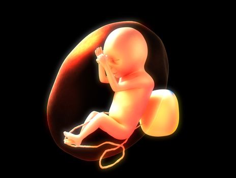 3d rendered illustration of a unborn human fetus