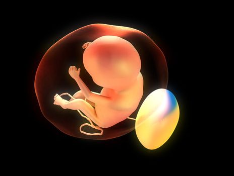 3d rendered illustration of a unborn human fetus