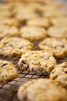 Freshly backed chocolate chip cookies - shallow depth of field