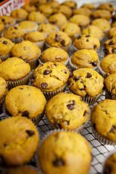 Freshly baked chocolate chip pumpkin muffins