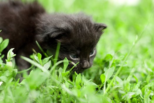 little kitty on a background of green grass