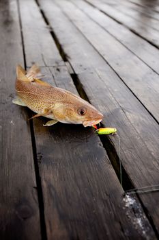 A fresh caught cod fish with hook in it's mouth