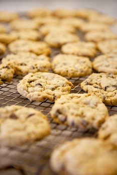 Freshly backed chocolate chip cookies on a cooling rack - shallow depth of field