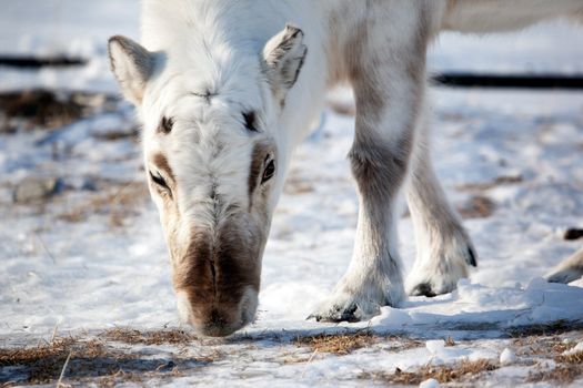 A wild reindeer on the island of Spitsbergen, Svalbard, Norway