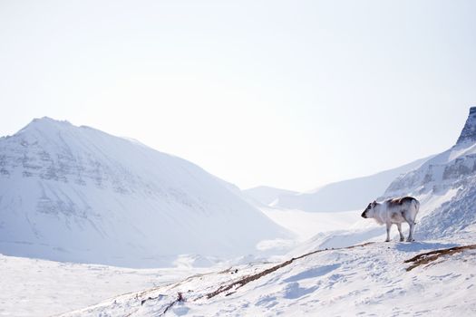 A wild raindeer against a desolate winter landscape, Svalbard, Norway