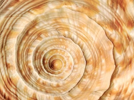 Closeup image of a sea shell with a beautiful spiral texture
