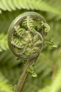 detail of a young leaf of fern