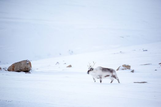 A reindeer in it's natural habitat.  Spitsbergen Island, Svalbard, Norway