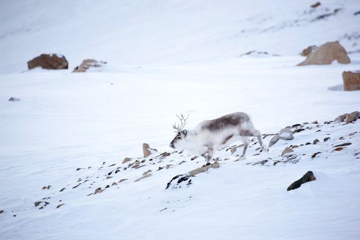A reindeer on the island of Spitsbergen, Svalbard, Norway
