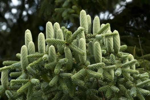 Group of green pine cones of a coniferous tree