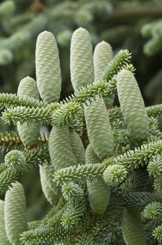 Group of green pine cones of a coniferous tree