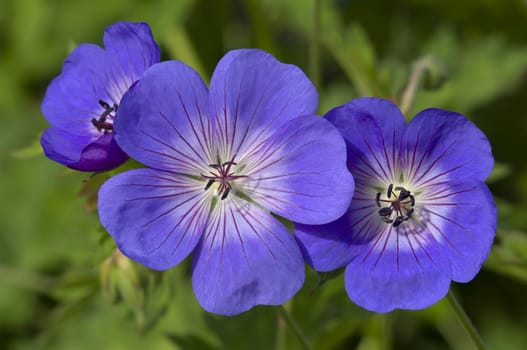 Blue and purple wild geranium flowers on green background