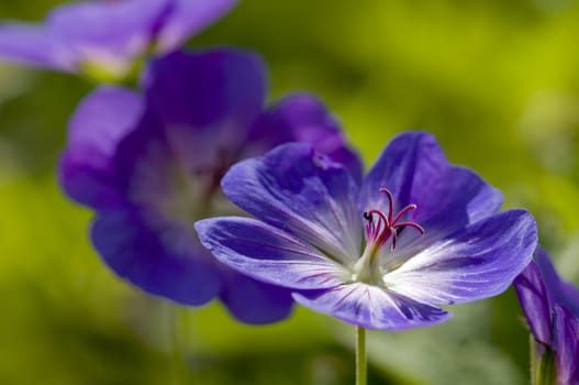 Blue and purple wild geranium flowers on green background