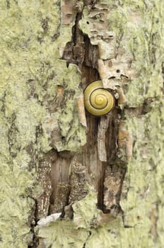 Striped ground snail resting on tree bark