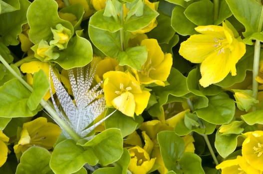 Bird feather on green grass with yellow flowers
