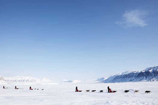 A number of dogsleds on a barren winter landscape