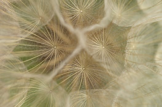 Detail of a dandelion fluffy seed group