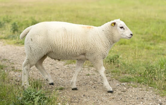 Young sheep walking on path and grass