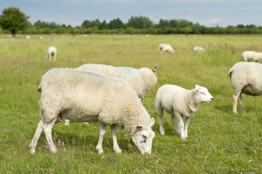 Group of sheep grazing on green grass