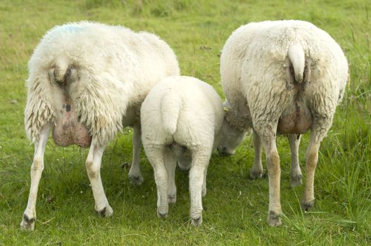 Group of sheep grazing on green grass from behind