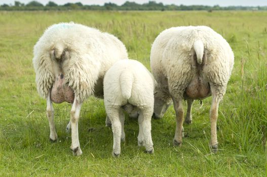 Group of sheep grazing on green grass from behind