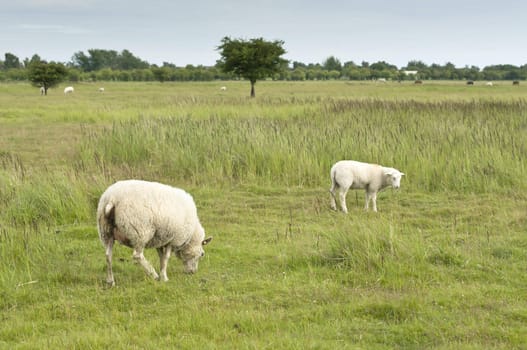 Young sheep walking on path and grass