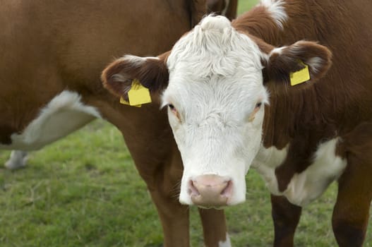 Head of brown and white cows in a coutryside
