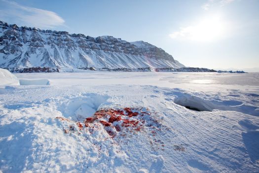 Bloody remains of a seal after it had been captured and eaten by a polar bear