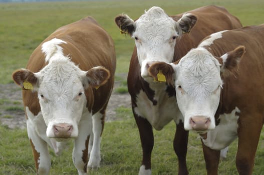 Head of brown and white cows in a coutryside