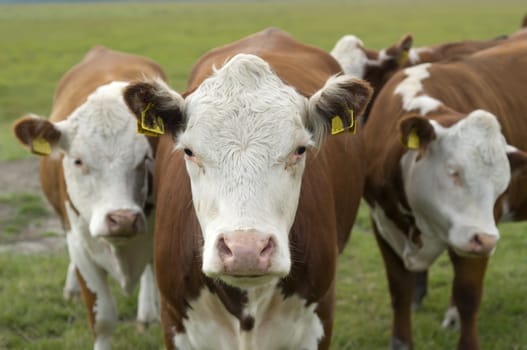 Head of brown and white cows in a coutryside