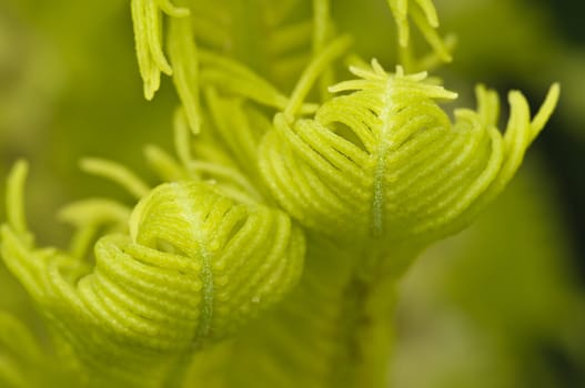 Buds of a green fern in Spring