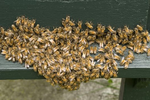 Group of bees at entrance of artificial beehive