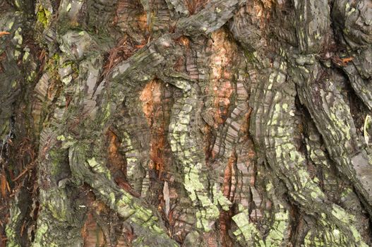 Detail of bark of a red Sequoia tree