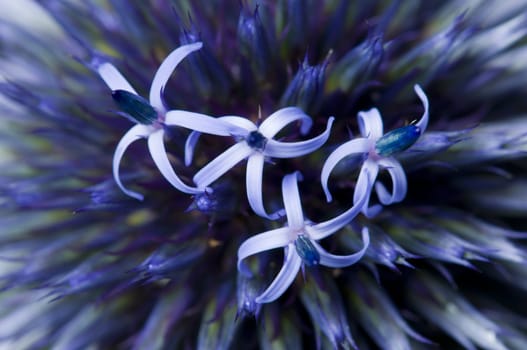 Detail of a spike of blue flowers