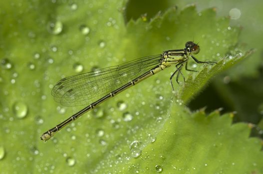 Female damselfly on a green leaf with rain drops
