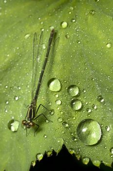Female damselfly on a green leaf with rain drops
