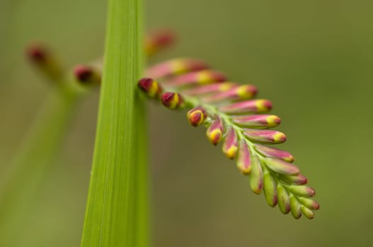 Detail of a spike of red and yellow flower buds