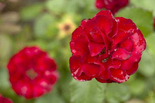 Red roses in full bloom in green background