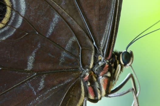 Detail of a tropical butterfly body and wings