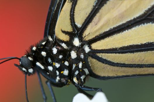 Detail of a tropical butterfly body and wings