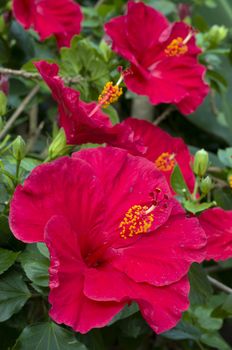 Hibiscus red flowers in full bloom