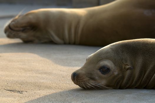 Sealions basking in the late afternoon sun