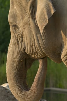 Head of Indian elephant in sunset light