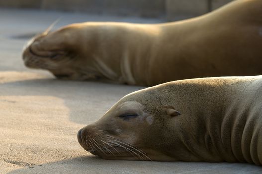 Sealions basking in the late afternoon sun