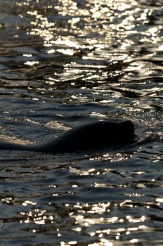 Seal swimming in the sun light, head.