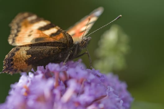 Orange and brown butterfly on Bluddleia flowers