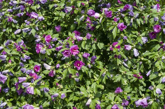 Plant with flowers of hibiscus, sorrel, flor de Jamaica,  rosemallow, mallow.