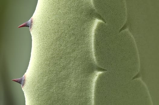 Agave plant with thorns and prints on leaf