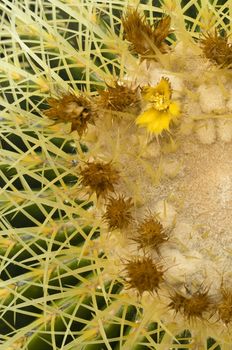 Echinocactus grusonii cactus, native to central Mexico, popularly known as the Golden Barrel Cactus, Golden Ball, Mother-in-Law's Cushion
